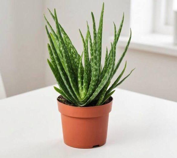 Цветок в горшке «Алоэ Вера»